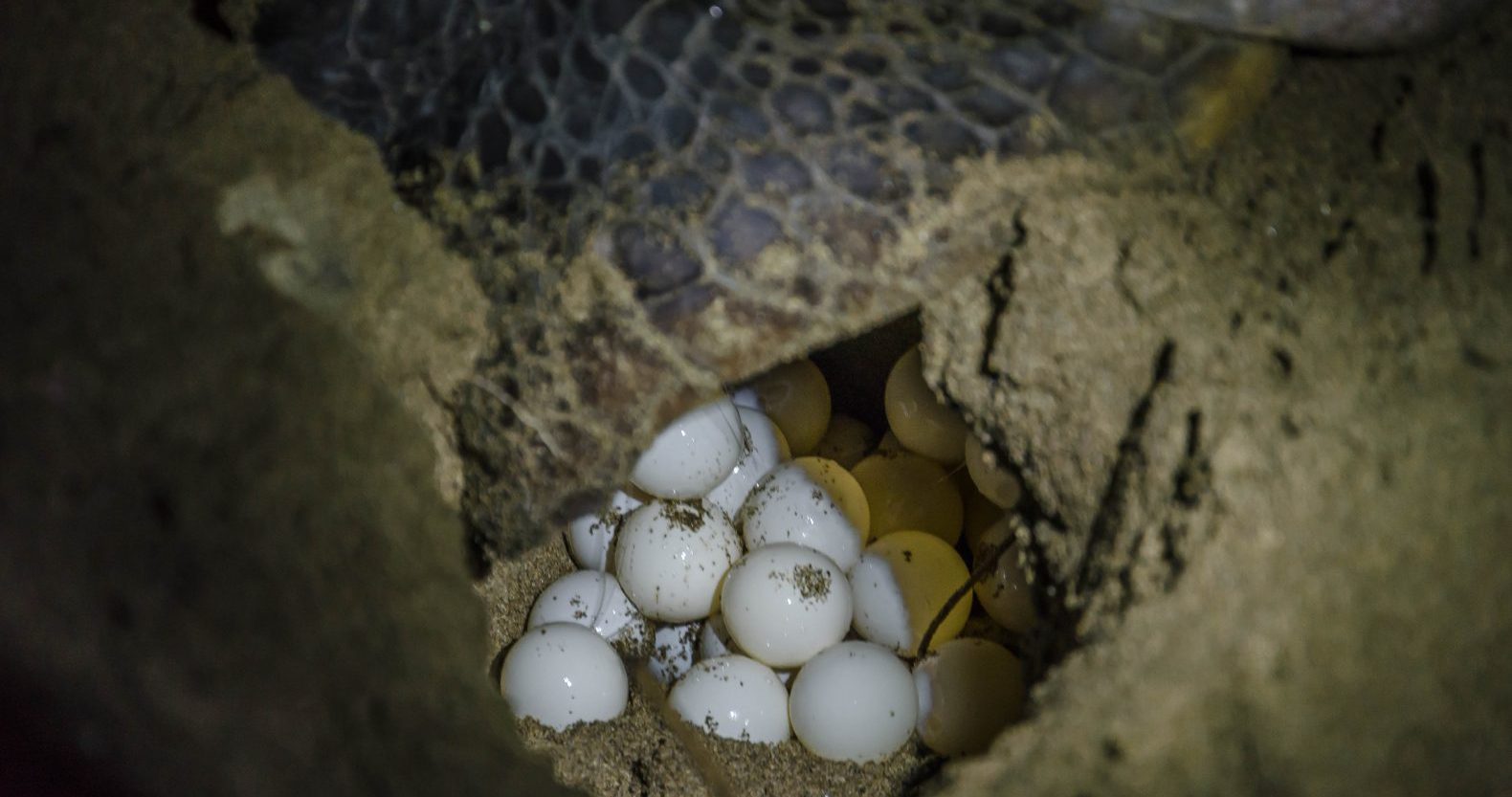 Turtle eggs in their nest at Sukamade Beach