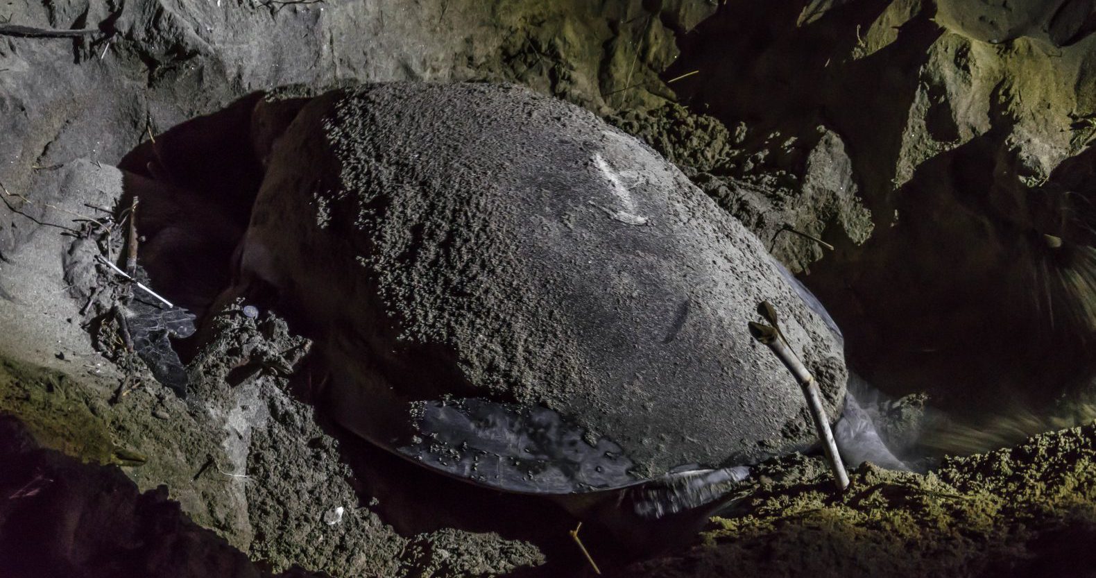 Turtle laying its eggs at Sukamade Beach