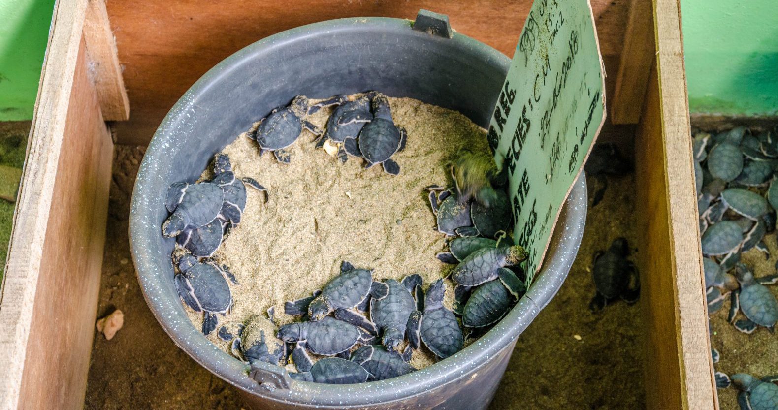 Turtle Hatchery at Sukamade Beach