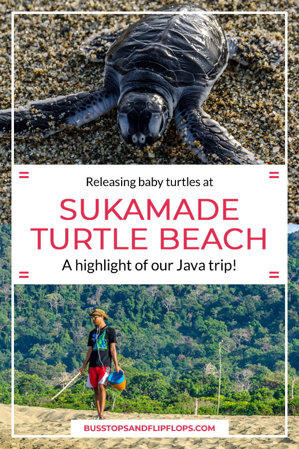 Why you can't miss out on this magical experience of watching a turtle lay eggs and releasing baby turtles at Sukamade Beach in Java, Indonesia!