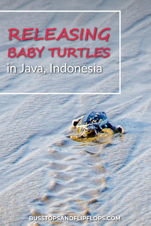 Don't miss out on this magical experience when you're visiting Java, Indonesia! We watched a sea turtle lay eggs and released baby sea turtles into the ocean at Sukamade Beach.