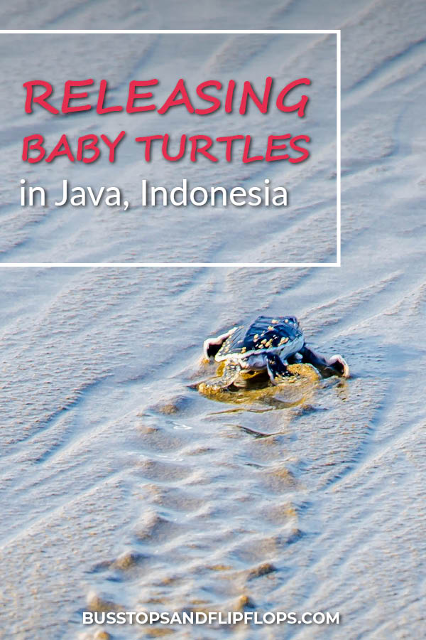 Don't miss out on this magical experience when you're visiting Java, Indonesia! We watched a sea turtle lay eggs and released baby sea turtles into the ocean at Sukamade Beach.