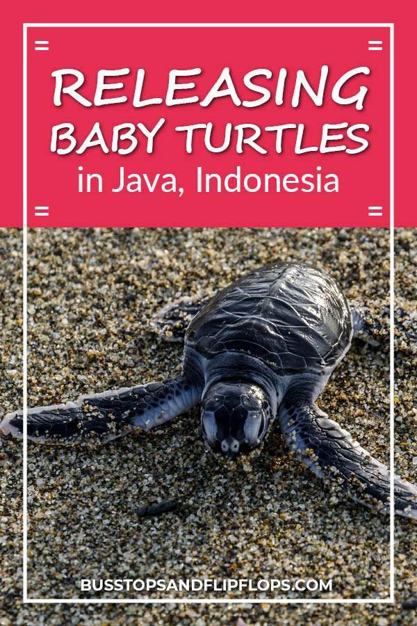 Watching a sea turtle lay eggs and releasing baby turtles into the ocean was a highlight of our trip to Java, Indonesia! Read our blog to find out how you can experience it as well!