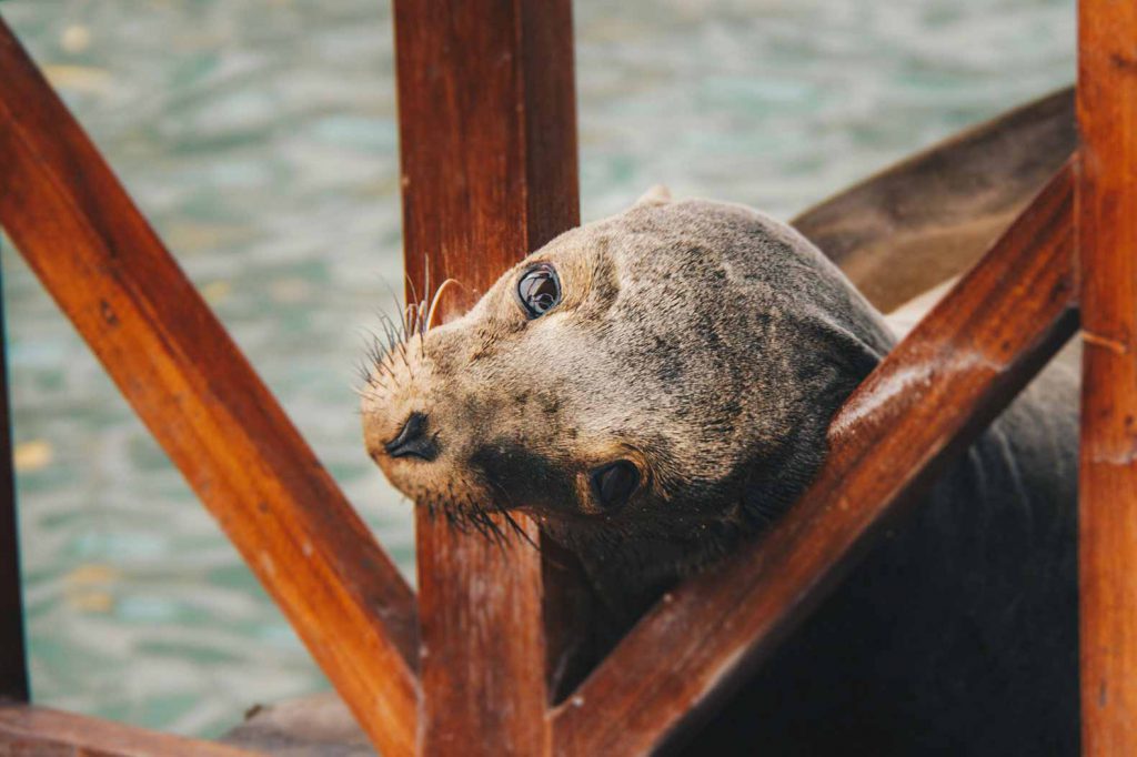 A seal photogenic seal; an often spotted sight on the Galapagos Islands!