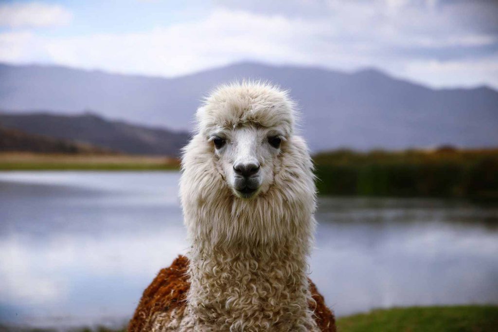 Really looking forward to getting to know all the lovely alpaca's and llama's in Peru on our round the world itinerary