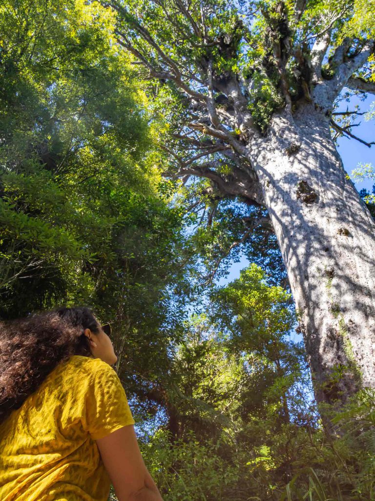 Tane Mahuta: the largest kauri tree alive. One of the highlights of our Northland roadtrip itinerary