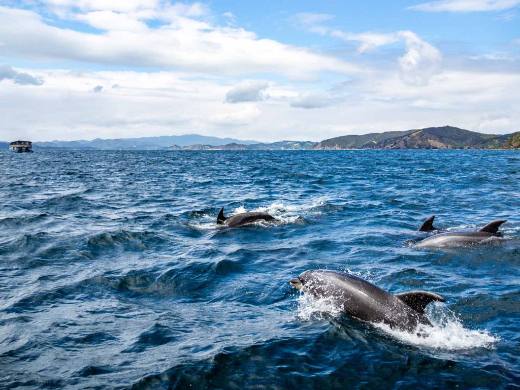 A pod of dolphins in the Bay of Islands