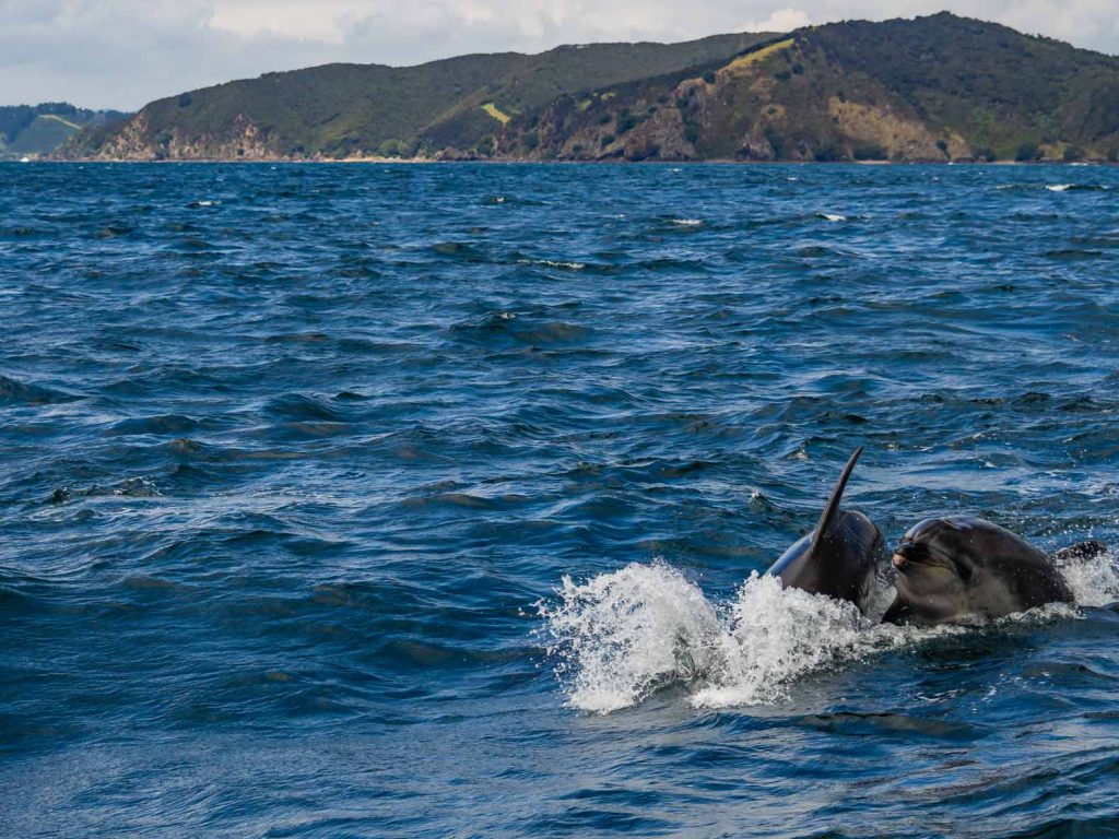 Dolphins having fun in the Bay of Islands