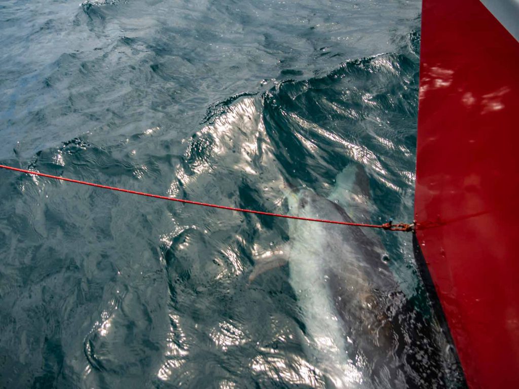 Dolphins under our boat during our Bay of Islands dolphin cruise