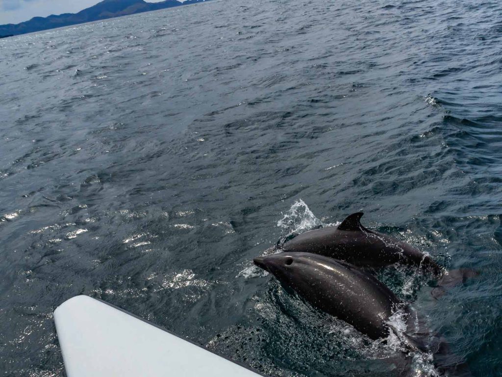 Two dolphins swimming along with the boat - Bay of Islands dolphin cruise