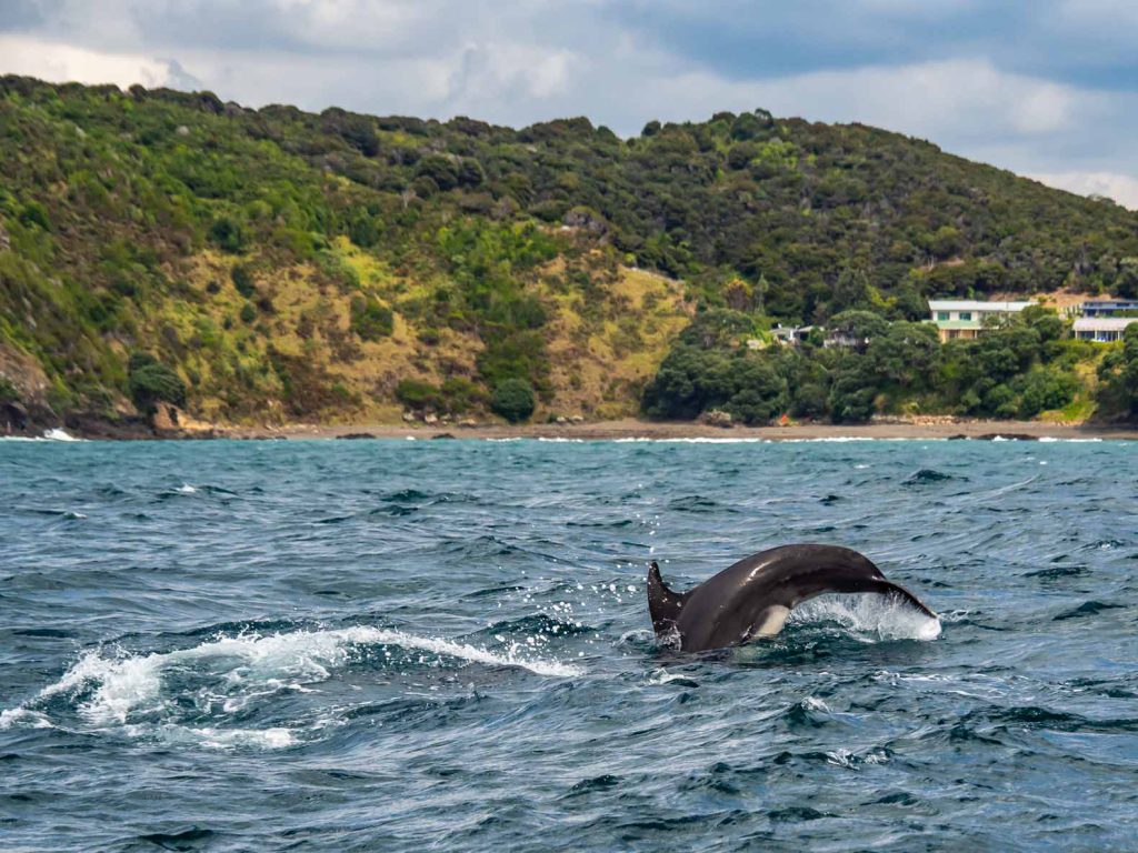 A dolphin jumping out of the ocean