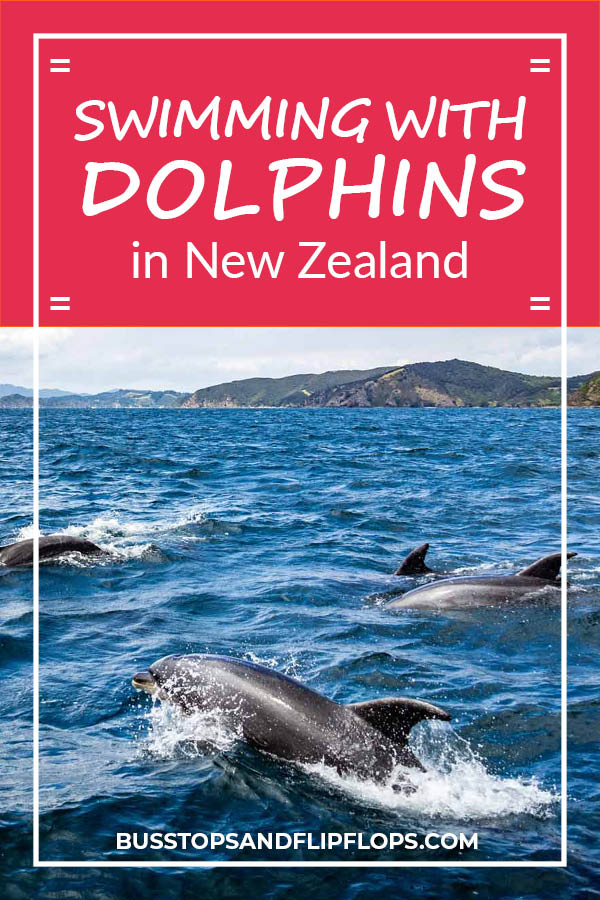 During our travels in New Zealand one of our big wishes was swimming with dolphins. Read all about our dolphin cruise adventure in the Bay of Islands and find out if we met our goal!