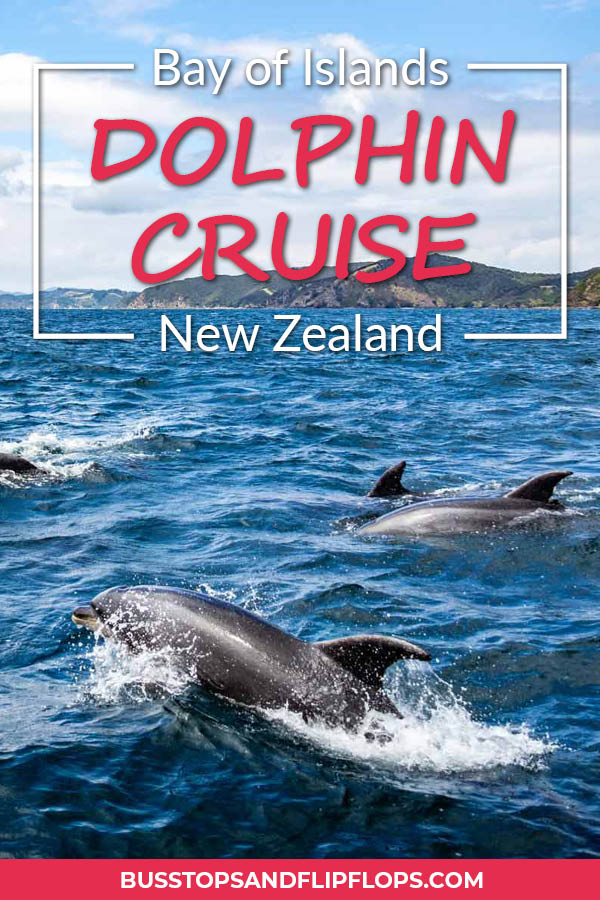 At the Bay of Islands in the north of New Zealand we had a great encounter with a pod of Bottlenose dolphins. Read about how we set out on a catamaran to explore the seas!