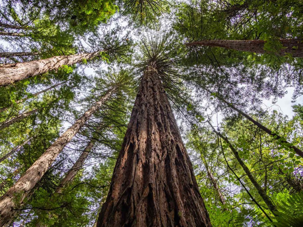 Rotorua redwoods
