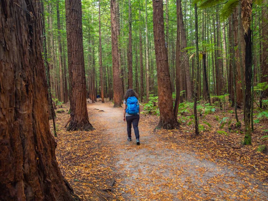 Redwood Forest Walk Rotorua - New Zealand North Island Hikes