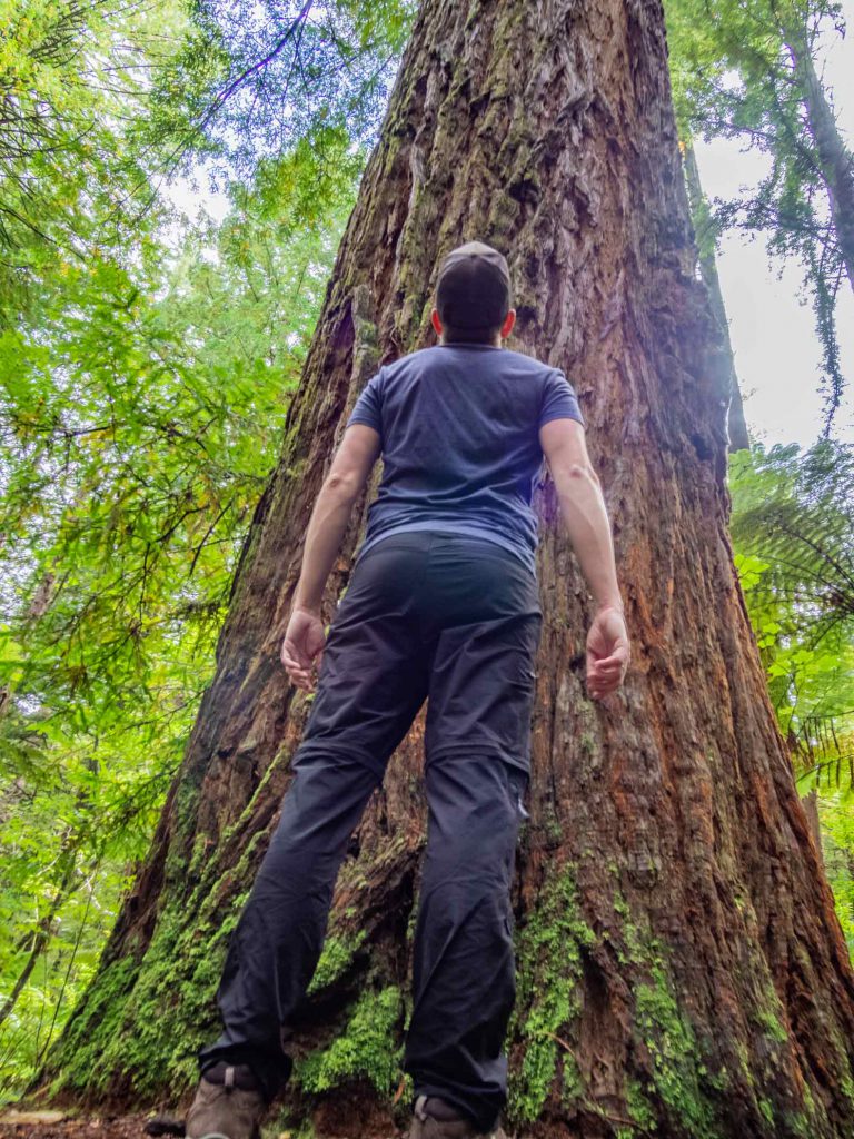 Rotorua things to do: Redwood forest walk