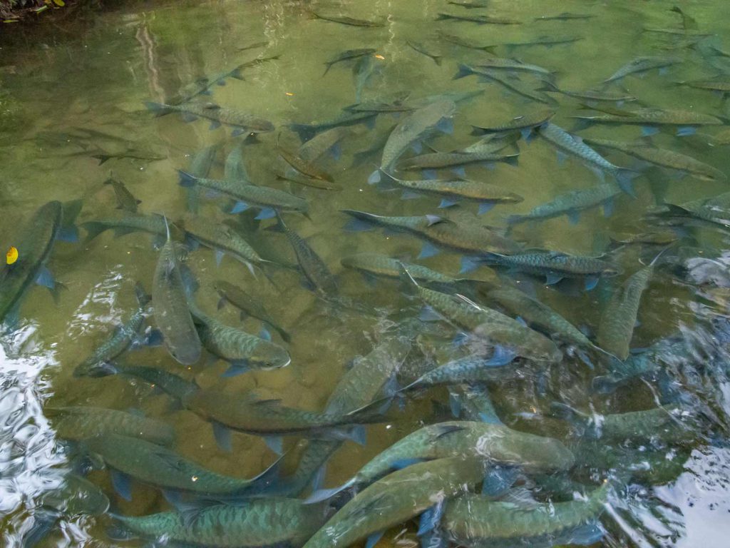 A lot of fish in the Fish Cave on the Mae Hong Son loop