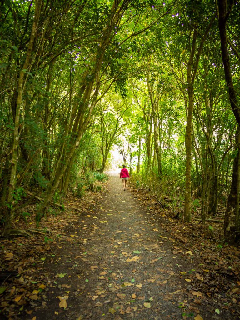 New Zealand North Island hike: Haruru Falls Track