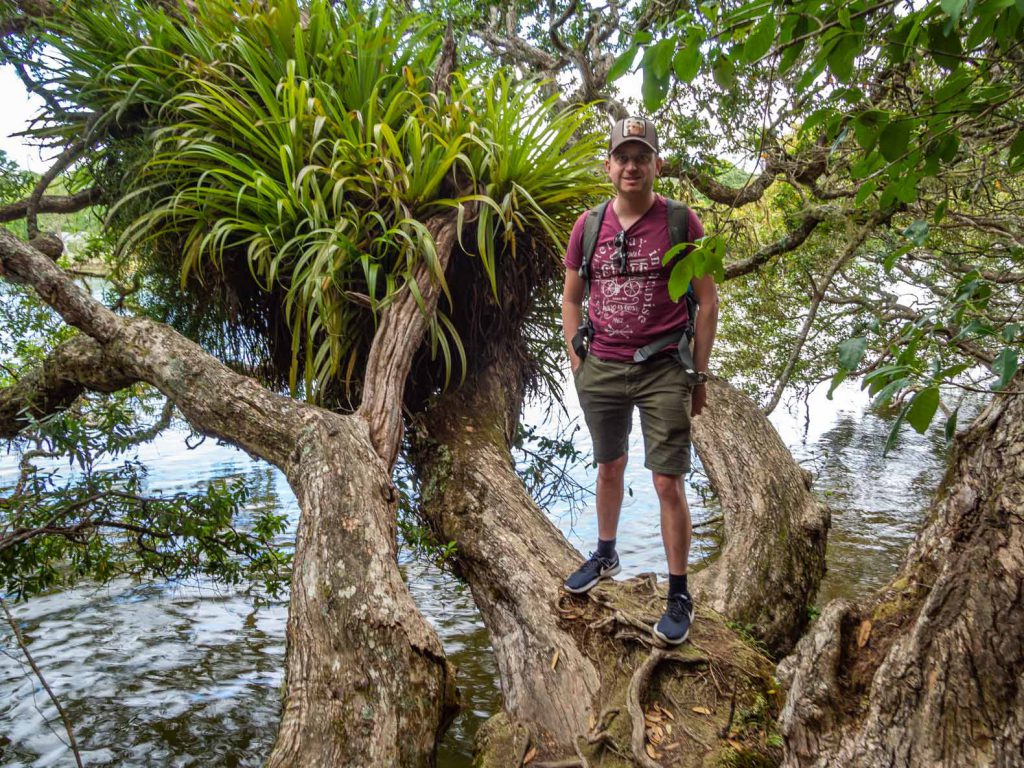 Haruru Falls Track - North Island Hikes