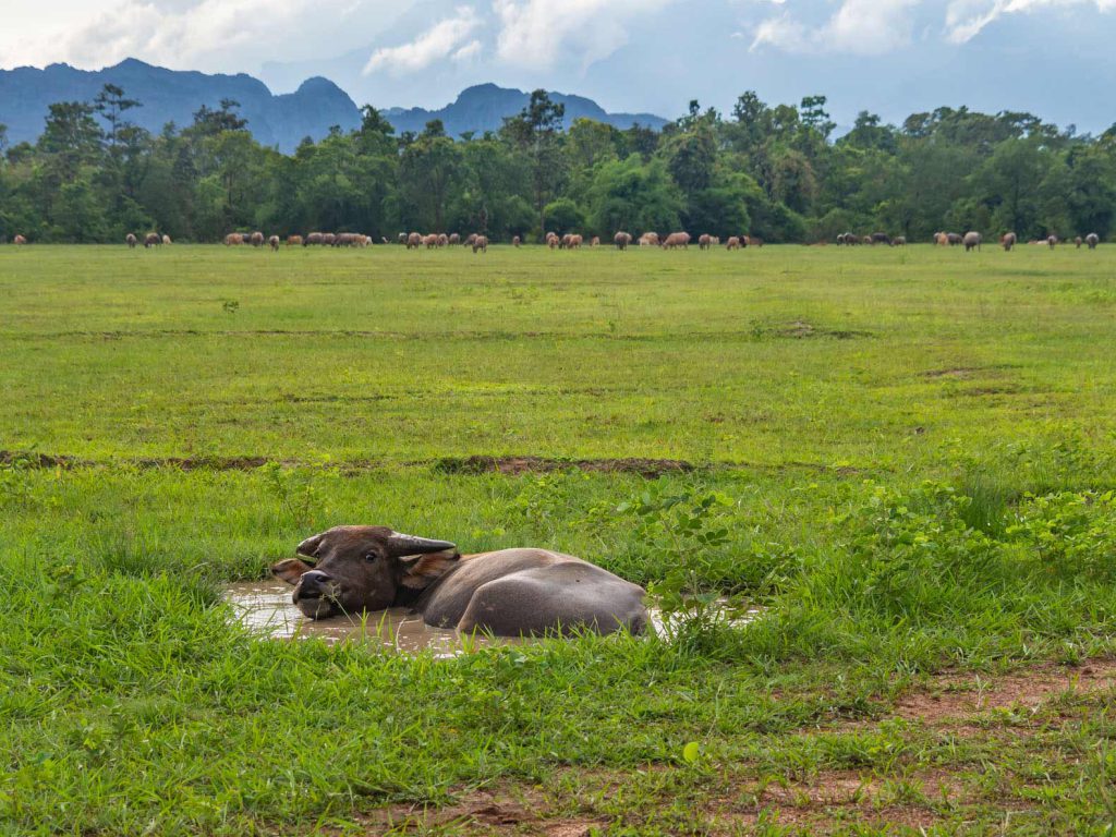 A waterbuffalo chilling in his private little mud pool.