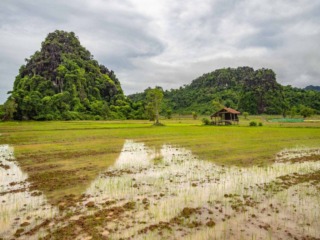 Rice fields on the Thakhek loop