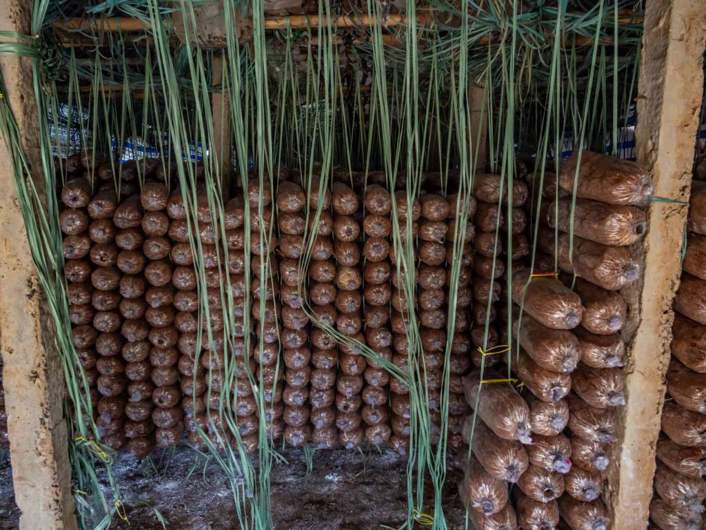 Our tour included a visit to a mushroom farm