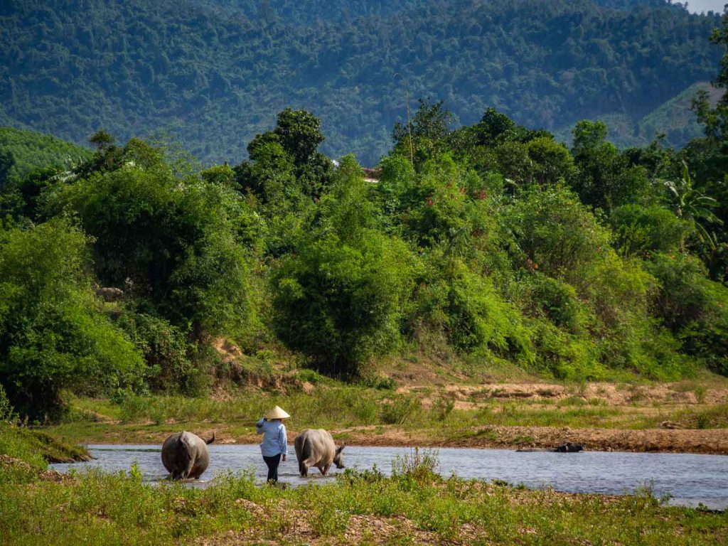 Woman herding her buffaloes in Bong Lai Valley