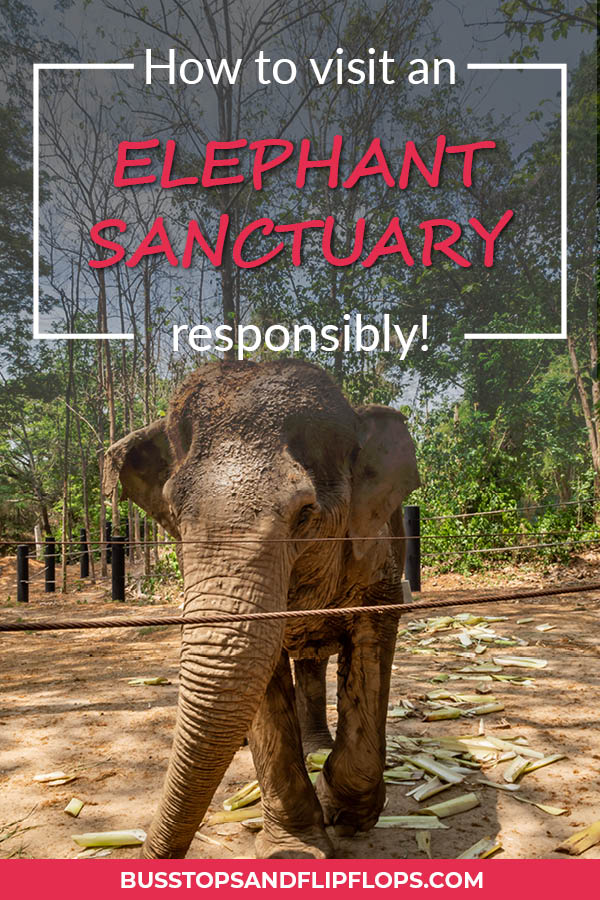 Elephants are really awesome, right? In Thailand you have loads of opportunities to see, touch, feed and ride them. But many of the elephants are exploited for tourism. Check out our blogpost about how to practice good elephant tourism and select a responsible elephant sanctuary in Thailand.