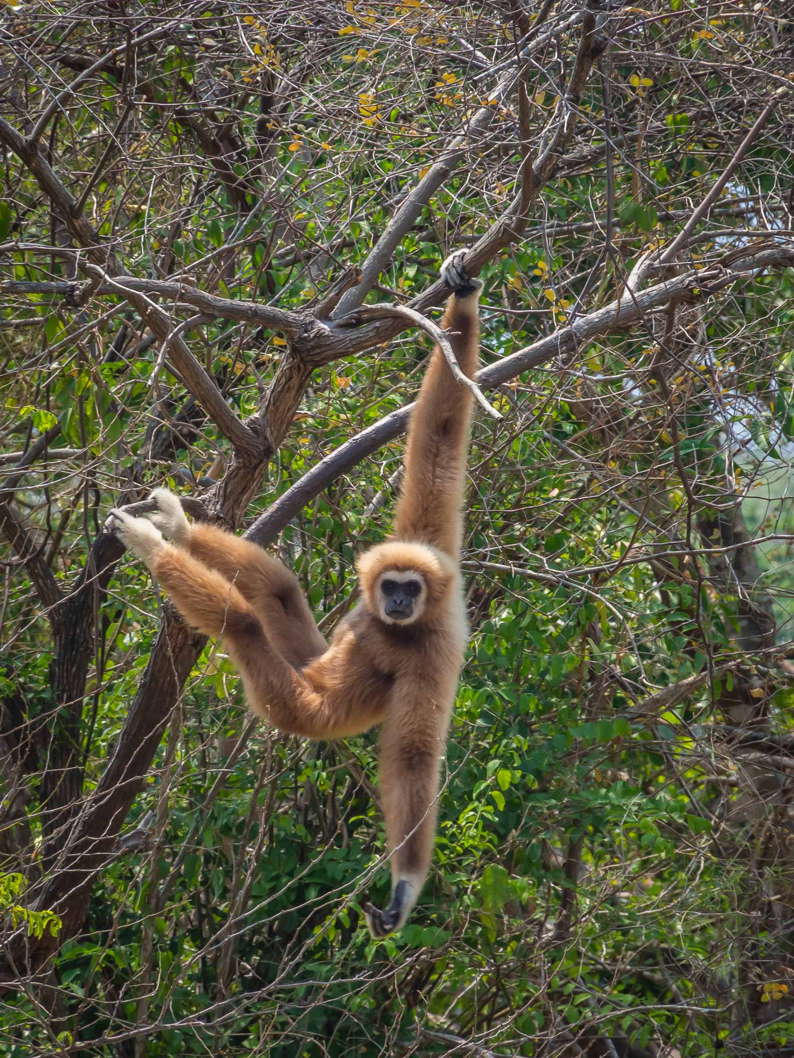 A Gibbon in a tree