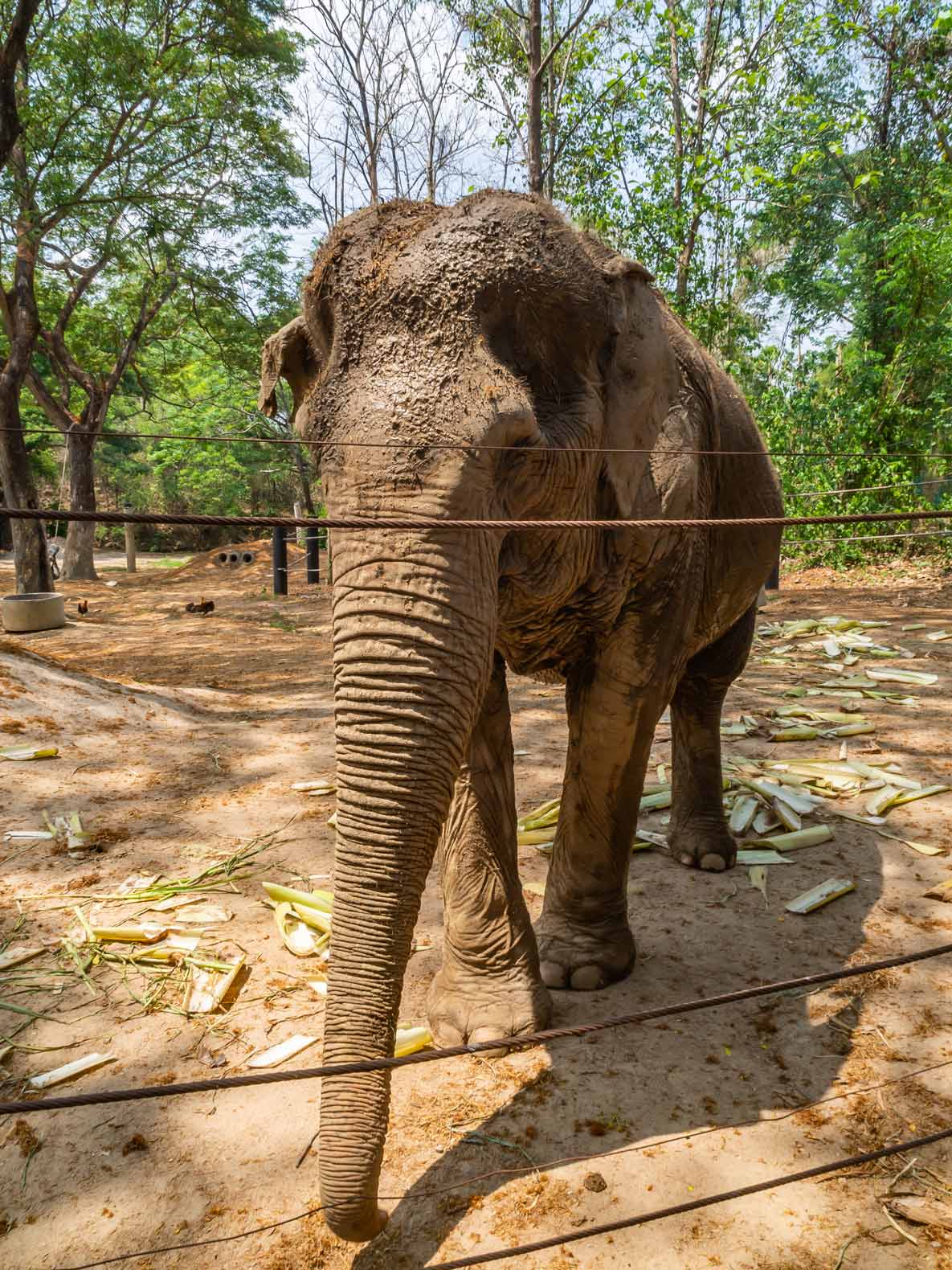 Elephant in the WFFT elephant sanctuary in Thailand