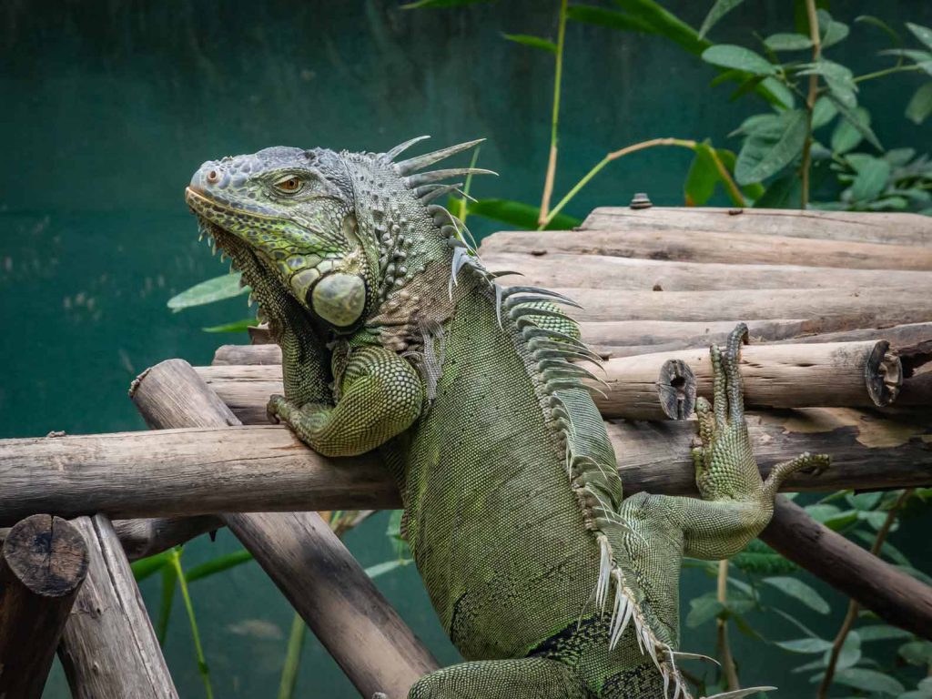 Iguana at the WFFT shelter