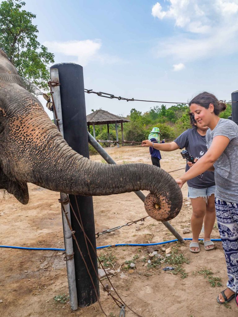 Feeding time at the WFFT elephant sanctuary in Thailand