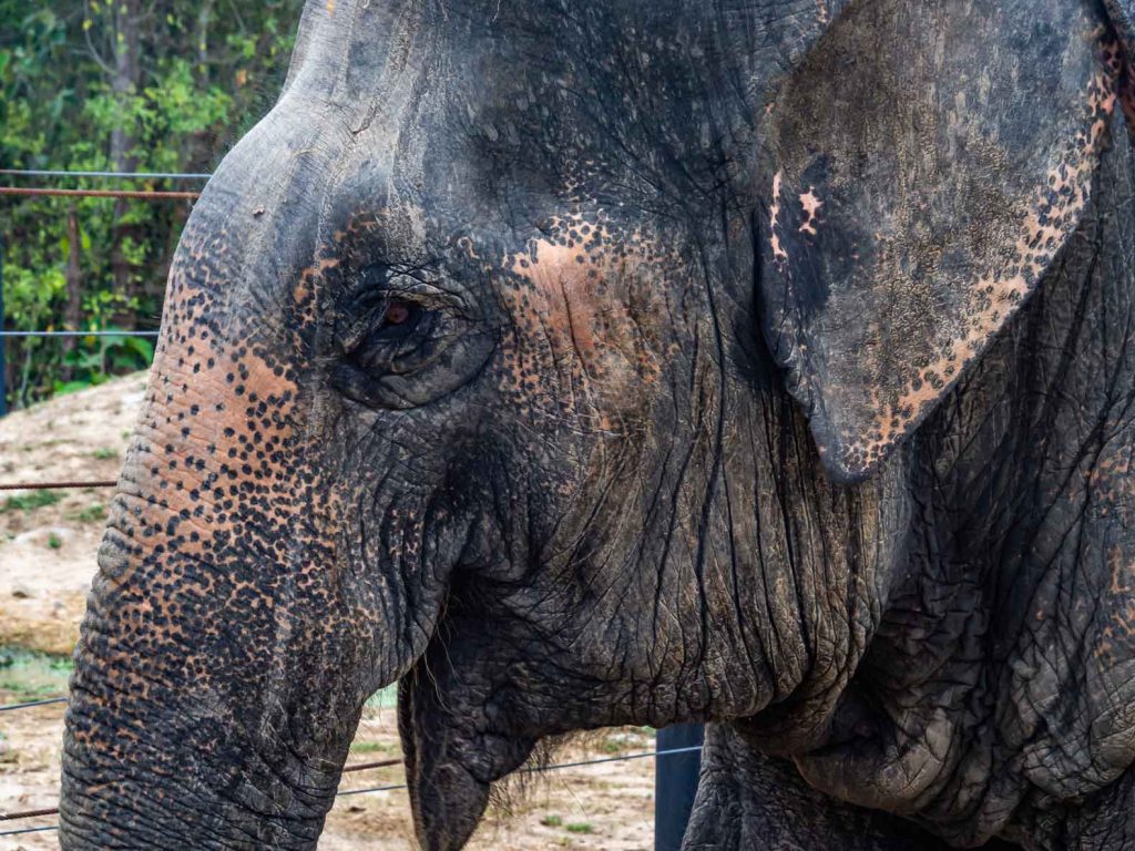 Elephant at the WFFT elephant sanctuary in Thailand - responsible elephant tourism