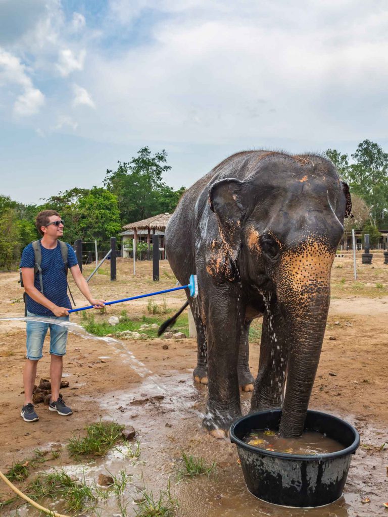 Washing an elephant at the WFFT elephant sanctuary in Thailand