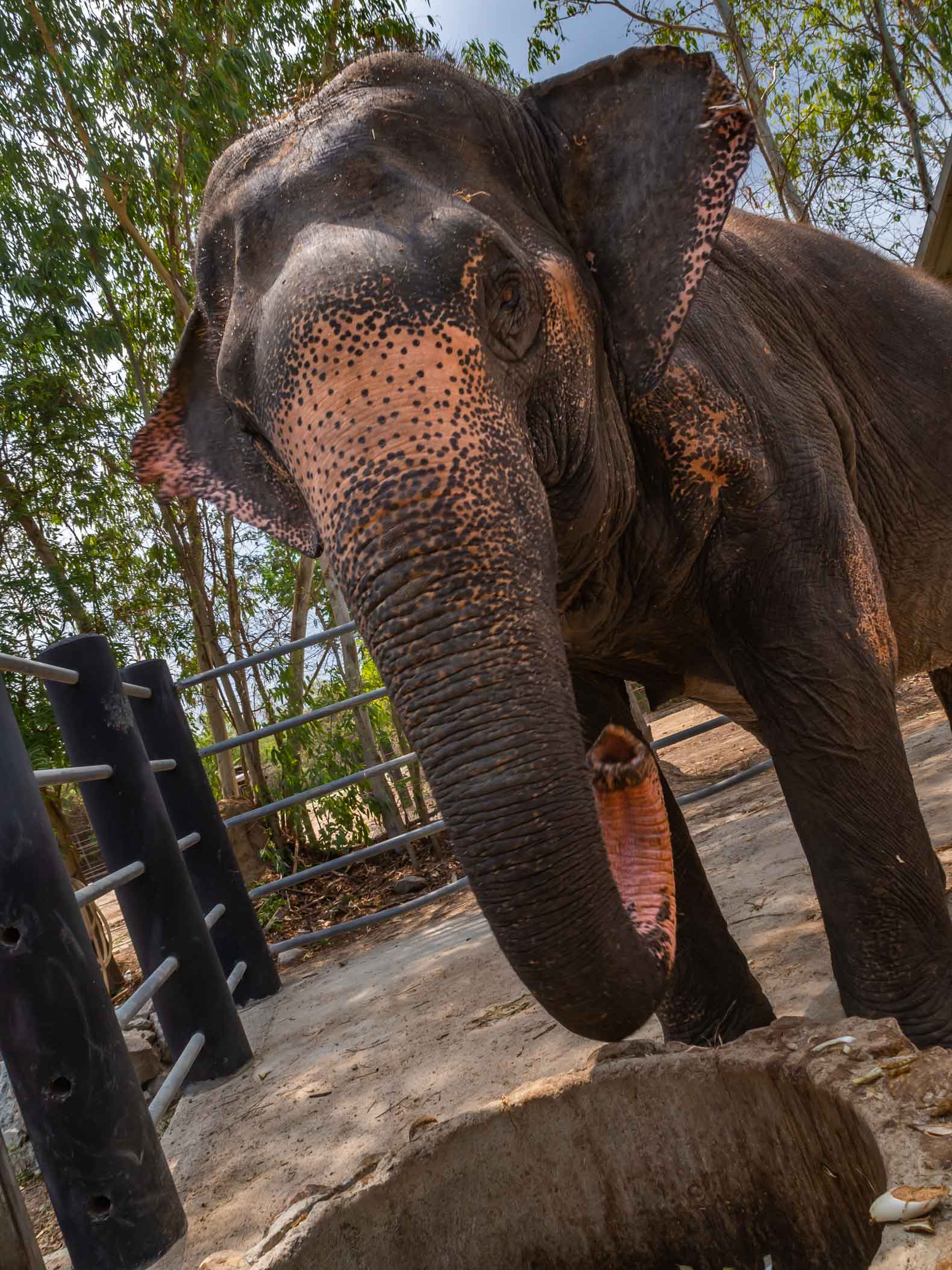 Elephant up close at the WFFT elephant sanctuary in Thailand - responsible elephant tourism
