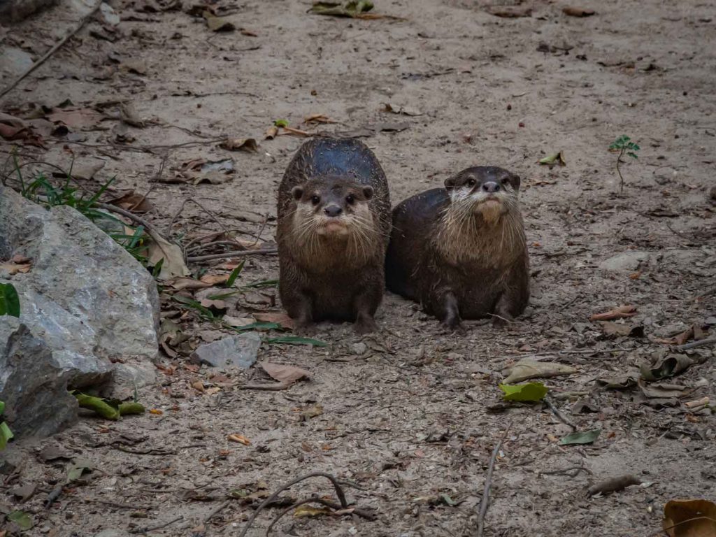 Otters at the WFFT center