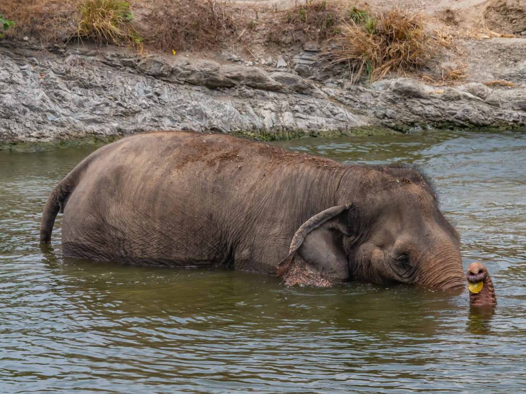 Elephant in the water at the WFFT Elephant Sanctuary in Thailand