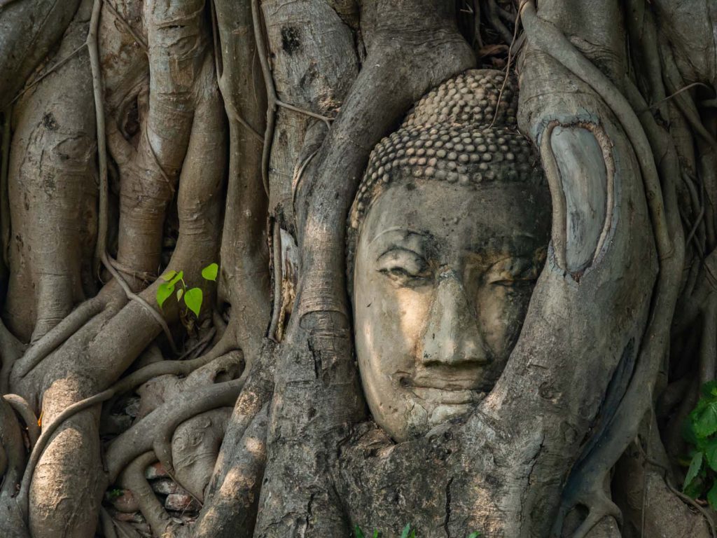 The buddha face in the tree at the Wat Mahathat temple complex in Ayutthaya historical park