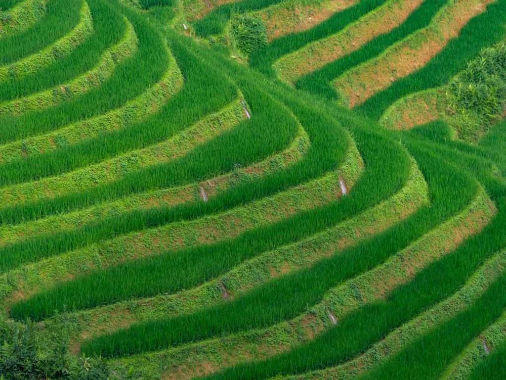 Rice fields in Sapa, Vietnam