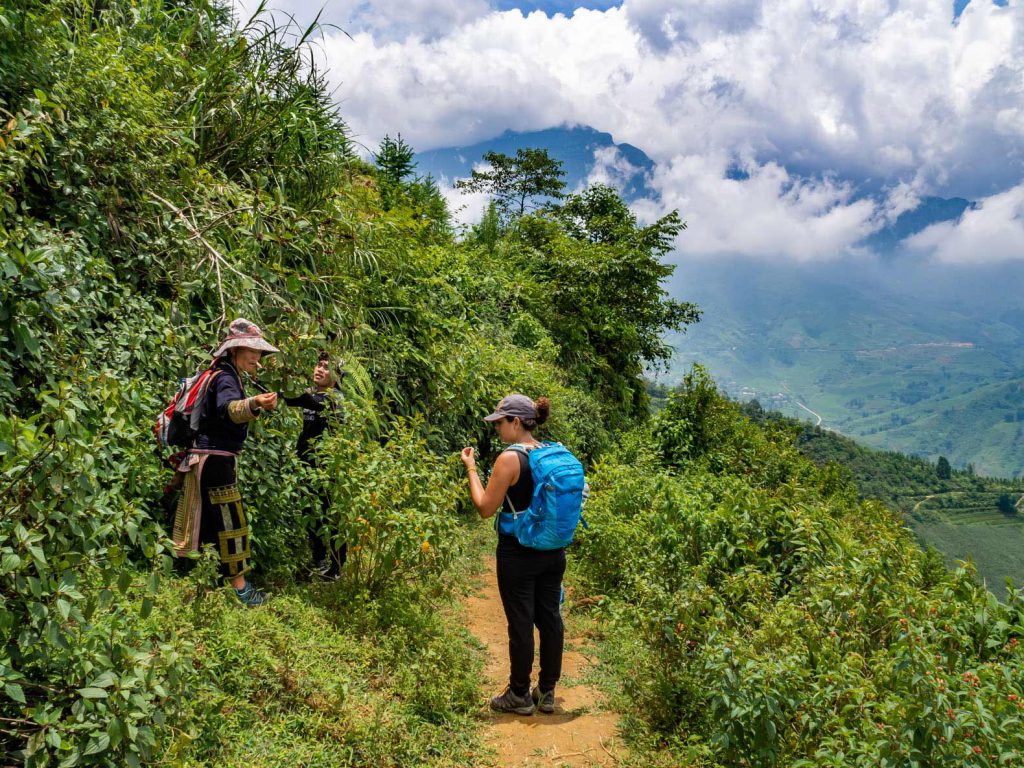 Sapa Trekking: guide explaining about edible plants