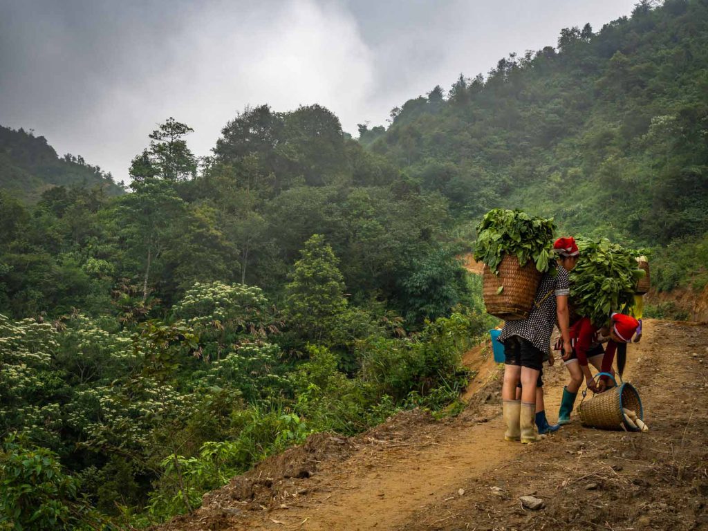 Red Dzao women carrying baskets