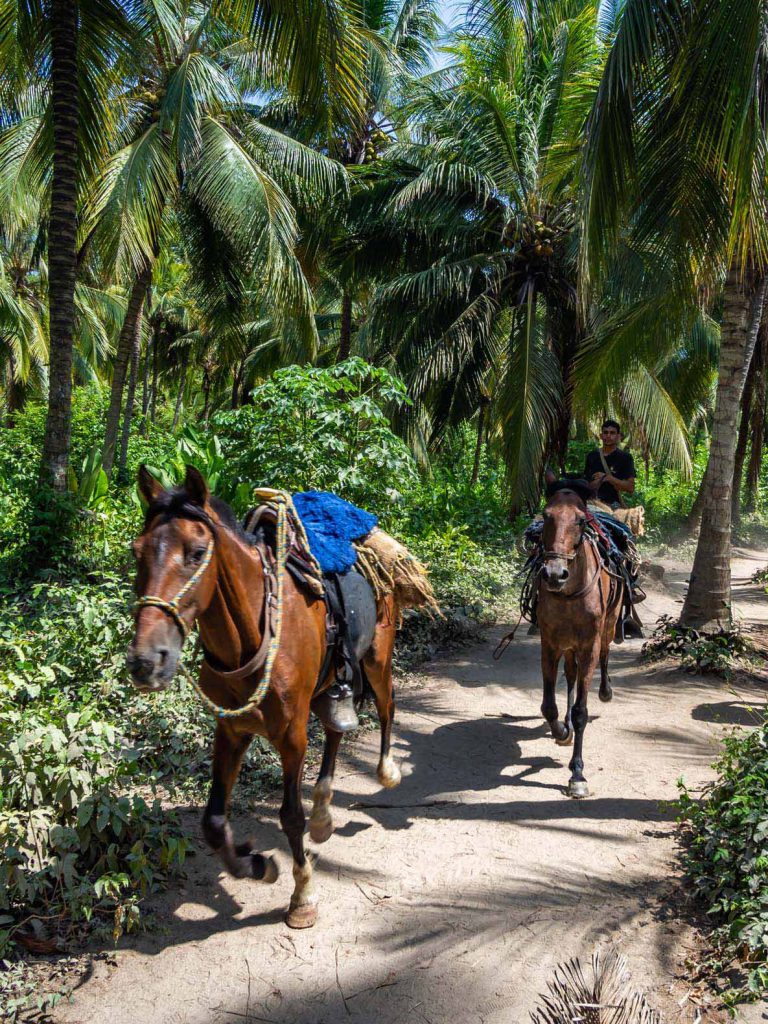 Tayrona National Park Horses