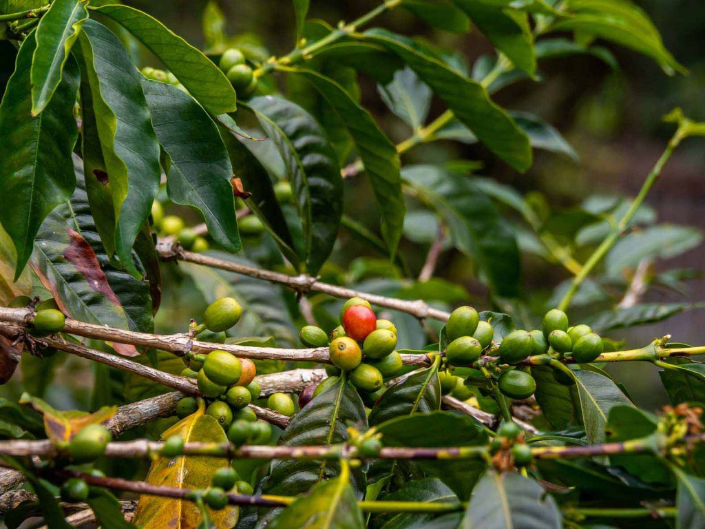 Salento Coffee Tour - Coffee beans