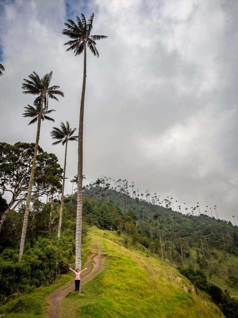 Wax Palms in Valle de Cocora